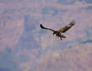 Montañas Simien, Etiopia, Africa
