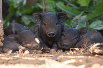 Group of liite wild boar family looking at camera while the other sleeping.Asia black boar piglet in thailand