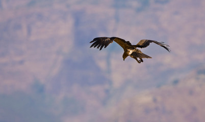 Montañas Simien, Etiopia, Africa