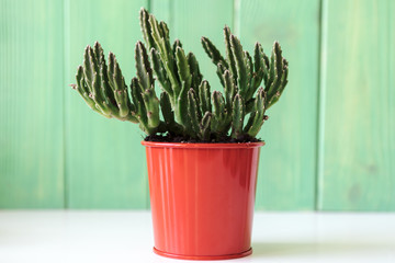 Close up view of a succulent against green wooden background