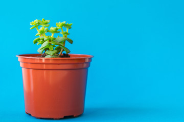 Succulent plant in a clay pot over a blue background