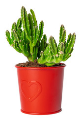 Succulent in pot isolated on white background