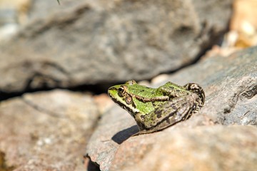 nice green frog on the stone