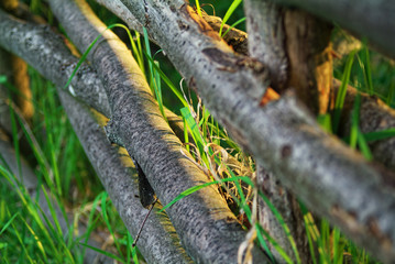 a fence woven from tree branches in the evening , Russia.