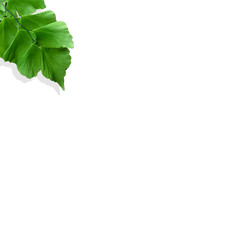 Creative nature layout made of tropical leaves and flowers. Flat lay. Summer concept.  N