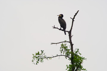 cormorant in water