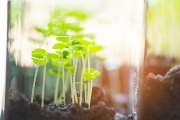 green seedling growing out of soil
