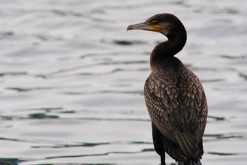 cormorant in water