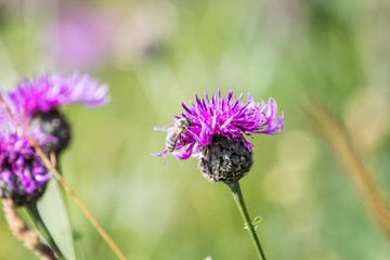 bee on a flower