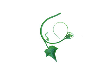 The unique top of the leaf forms an isolated forest border with a white background, creative layout, can be used as a logo with the concept of returning to nature, including the cliping path