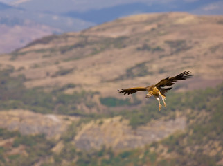 buitre, Montañas Simien, Etiopia, Africa