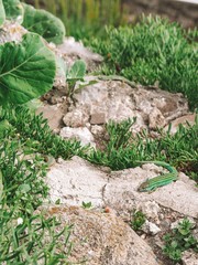 Green lizards on the island Gaztelugatxe on the coast of the Bay of Biscay