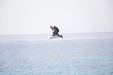 Fototapeta na wymiar Seagull flying summer sea background