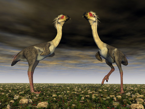 Terrorvogel Phorusrhacos