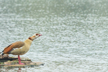 Duck standing on a lake of a public city park
