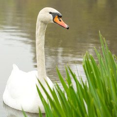 Obraz premium Swan closeup while swimming in the lake of a public park