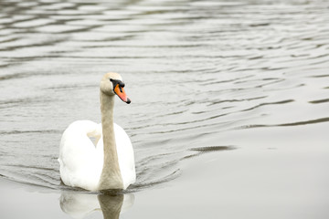Swan closeup while swimming in the lake of a public park