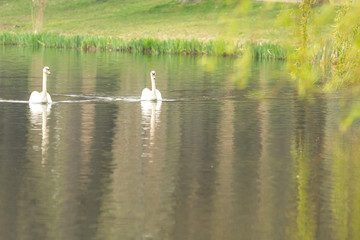 Couple of swans closeup while swimming in the lake of a public park
