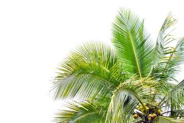 Obraz na płótnie Canvas Coconut Palm tree with white sky, beautiful tropical background, summer concept