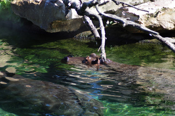 hippopotame en immersion