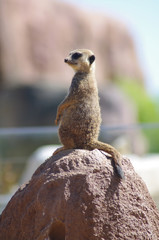 suricate