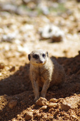 suricate