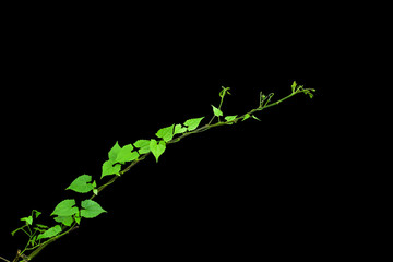 green plants twist tropical forests isolated on black background