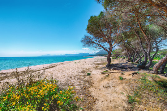 Splendid  view of Maritime pine trees and Osala Beach in national park Stagno Longu.