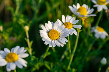 Obraz premium Spring flowers. Pharmacy daisy in the field. White chamomiles in green grass. Green field with medicinal plants, nature background for springtime. Closeup, selective focus