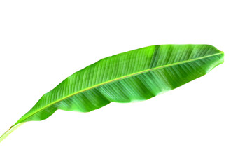 Fototapeta premium Green banana leaves placed on a white background