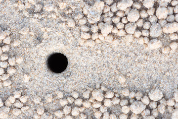 Sand-sand floor was making a round shape. This is natural, caused by the creation of the housing of the crab.