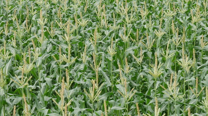 green corn field