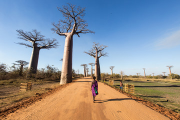 Allée des baobab