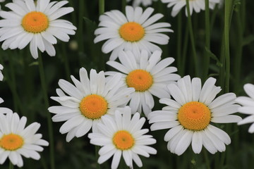 daisies on green background