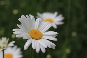 Fototapeta premium daisy in the grass