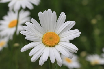 daisy in the grass