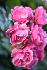 Fototapeta premium Rosa Rosenblüten