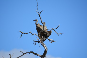 BOTSUANA (safari fotografico)