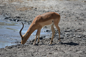 BOTSUANA (safari fotografico)