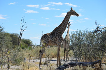 BOTSUANA (safari fotografico)