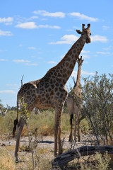 BOTSUANA (safari fotografico)