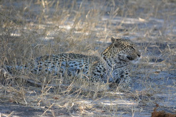 BOTSUANA (safari fotografico)