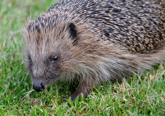 A hedgehog is any of the spiny mammals of the subfamily Erinaceinae, in the eulipotyphlan family Erinaceidae.