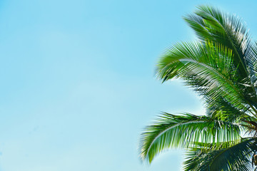 Fototapeta na wymiar Palm leaves with blue sky background