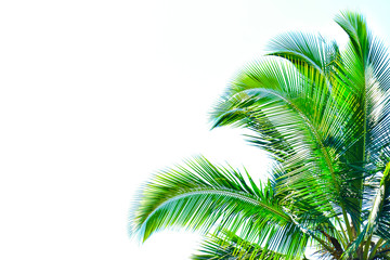 palm leaves isolated on white background