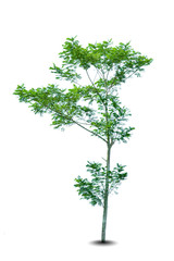 Obraz premium large tropical tree isolated on white background