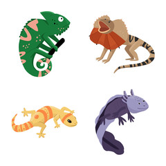Isolated object of animal and reptile logo. Set of animal and nature stock vector illustration.