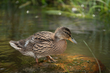 Fototapeta premium Duckling Stands in a Water
