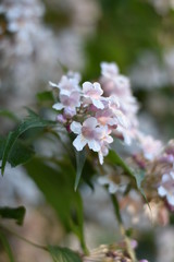 Blühende Kolkwitzie (Kolkwitzia amabilis) 