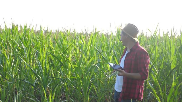 smart farming concept. man slow motion video agronomist holds tablet touch pad computer in the corn field is studying and examining crops before harvesting. Agribusiness concept. male farmer orking in